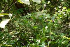 Desmodium laxiflorum